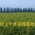 香妃海棠苗，伊犁本地撒种嫁接历时两年，苗子健壮成活率高
