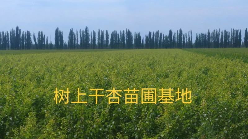 香妃海棠苗，伊犁本地撒种嫁接历时两年，苗子健壮成活率高