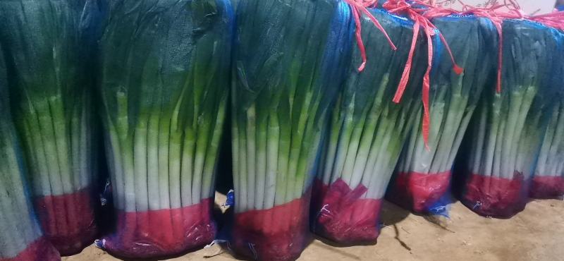 青海高原铁杆钢葱大量上市！精品大葱!精品包装！