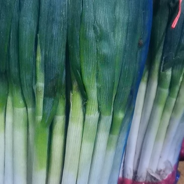 青海高原铁杆钢葱大量上市！精品大葱!精品包装！