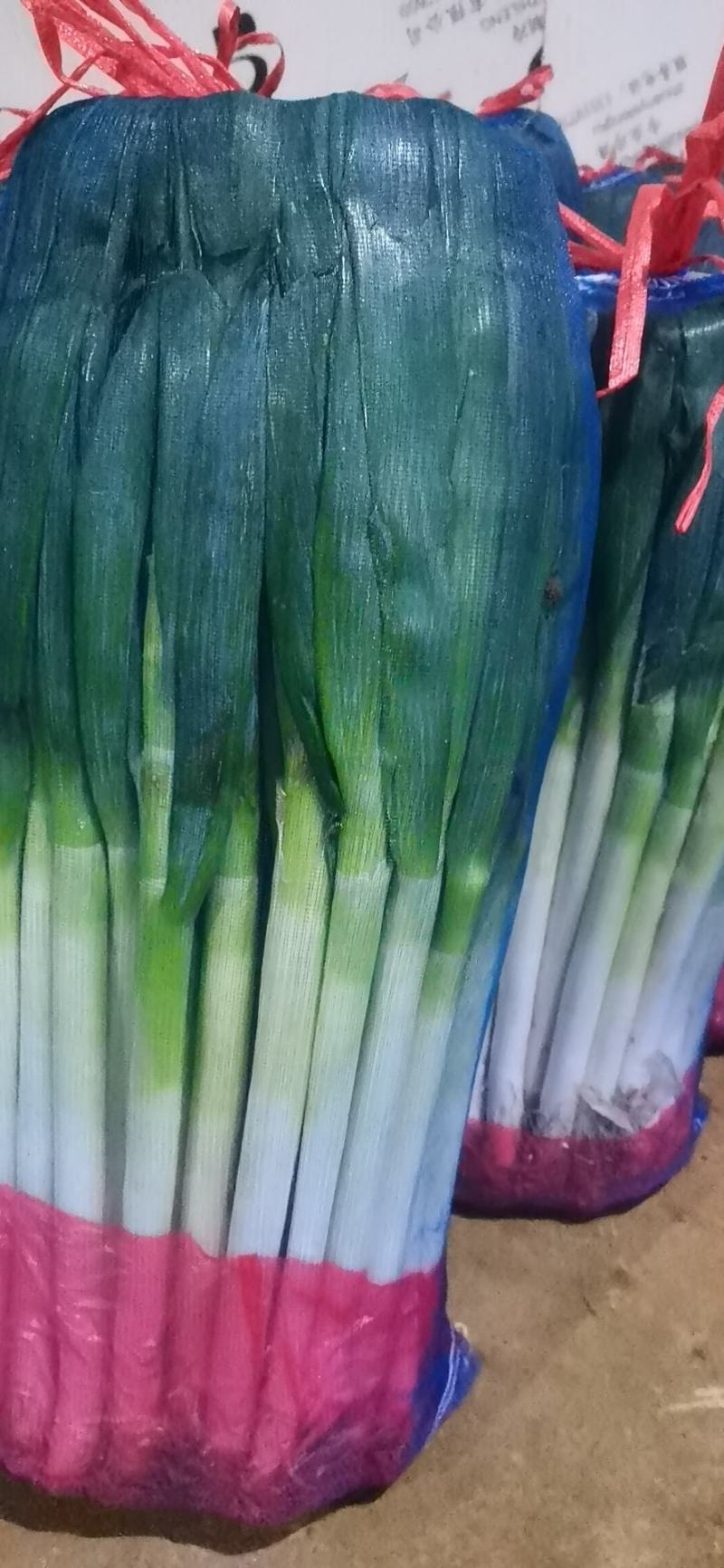 青海高原铁杆钢葱大量上市！精品大葱!精品包装！