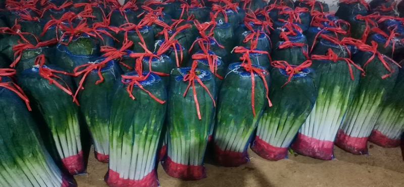 青海高原铁杆钢葱大量上市！精品大葱!精品包装！