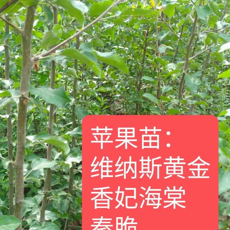 香妃海棠苗，伊犁本地撒种嫁接历时两年，苗子健壮成活率高