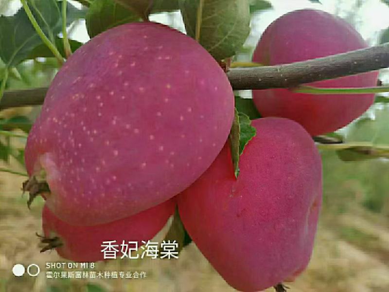 香妃海棠苗，伊犁本地撒种嫁接历时两年，苗子健壮成活率高