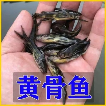 【热卖】黄辣丁苗，送货上门，质量保证，提供技术指导