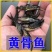 【热卖】黄辣丁苗，送货上门，质量保证，提供技术指导
