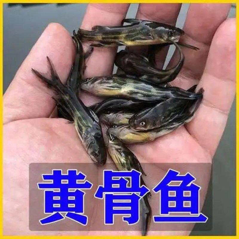 【热卖】黄辣丁苗，送货上门，质量保证，提供技术指导