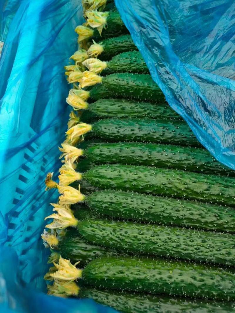 精品鲜花带刺黄瓜，兰陵县鲁南蔬菜批发市场大量有货