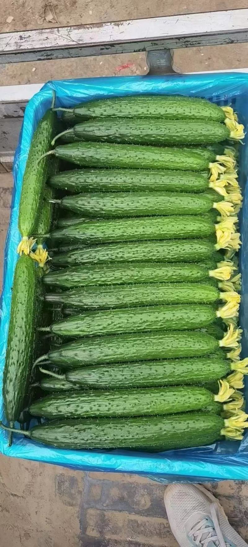 精品鲜花带刺黄瓜，兰陵县鲁南蔬菜批发市场大量有货