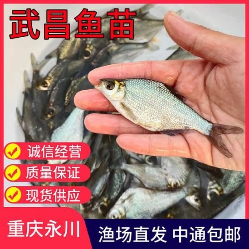武昌鱼苗，免费检测水质，鱼塘规划鱼苗搭配及售后