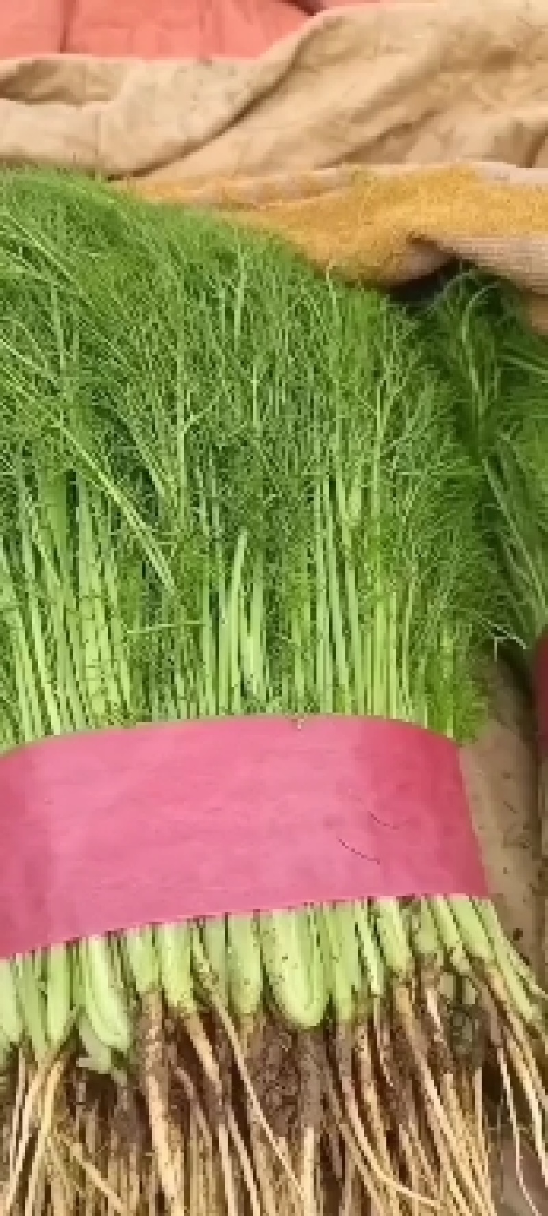 【推荐】邯郸精品茴香产地一手货源质量保证欢迎采购
