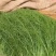 【推荐】邯郸精品茴香产地一手货源质量保证欢迎采购