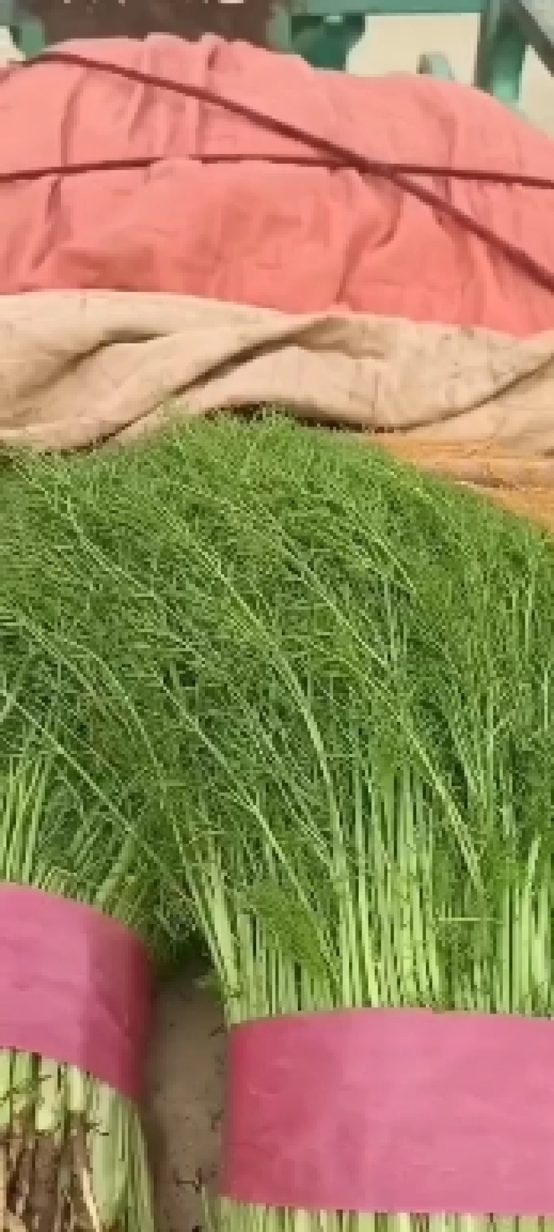 【推荐】邯郸精品茴香产地一手货源质量保证欢迎采购