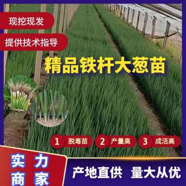 4忻州葱苗周口葱苗,银川葱苗,山东葱苗,南阳葱苗,大葱苗