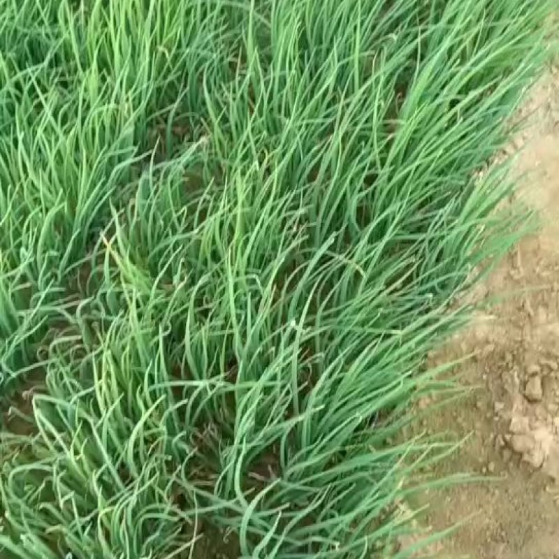 4忻州葱苗周口葱苗，银川葱苗，山东葱苗，南阳葱苗，大葱苗