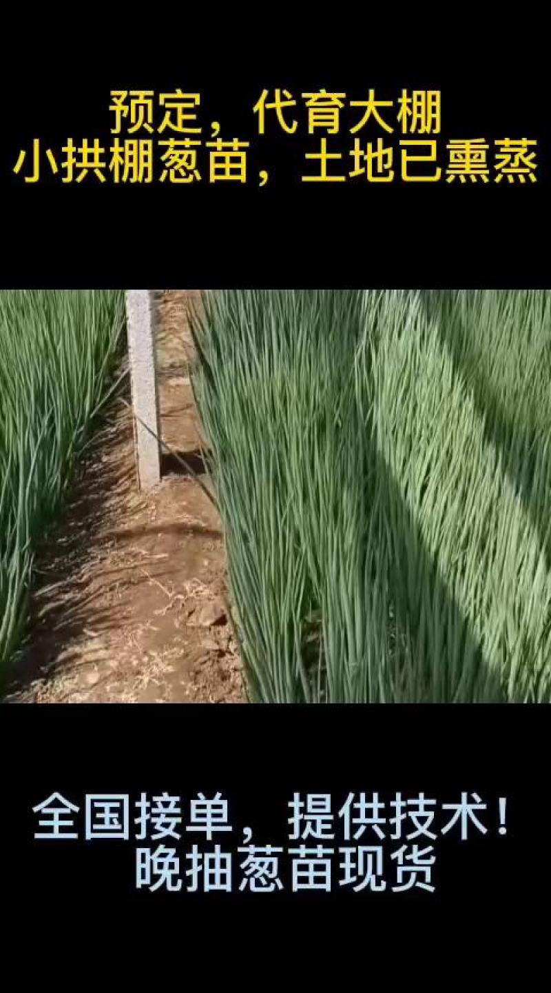 4忻州葱苗周口葱苗，银川葱苗，山东葱苗，南阳葱苗，大葱苗