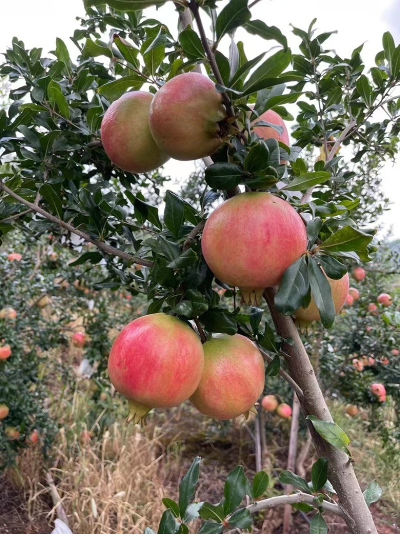突尼斯软籽石榴