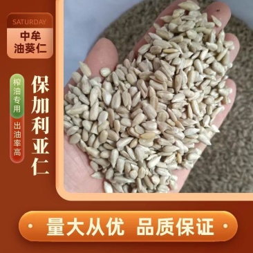 中牟油葵仁,保加利亚油葵仁食品厂用油葵仁