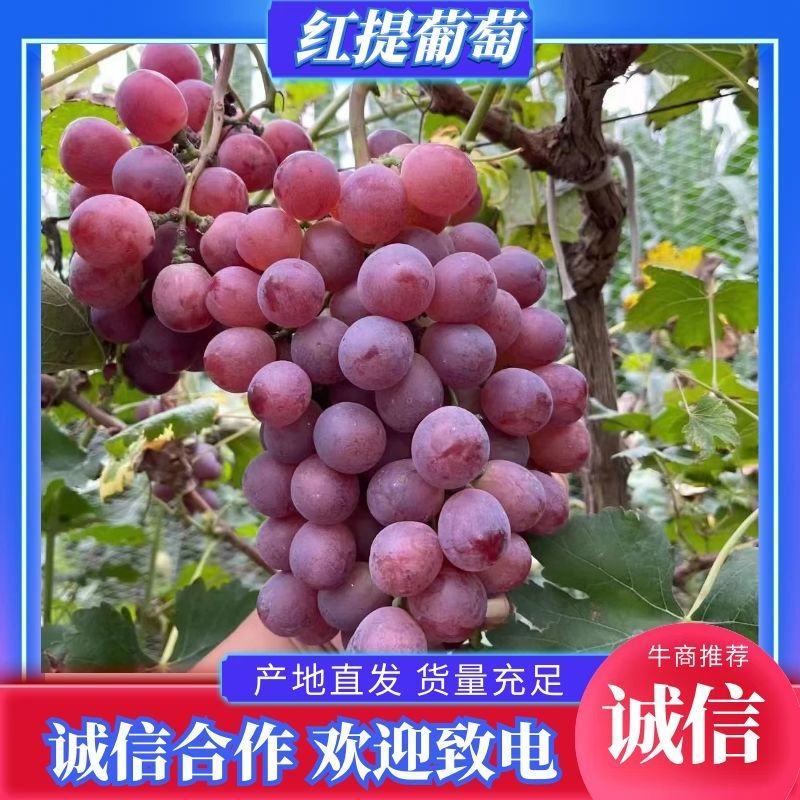 精品红提葡萄产地一手货源品质保证致电优惠