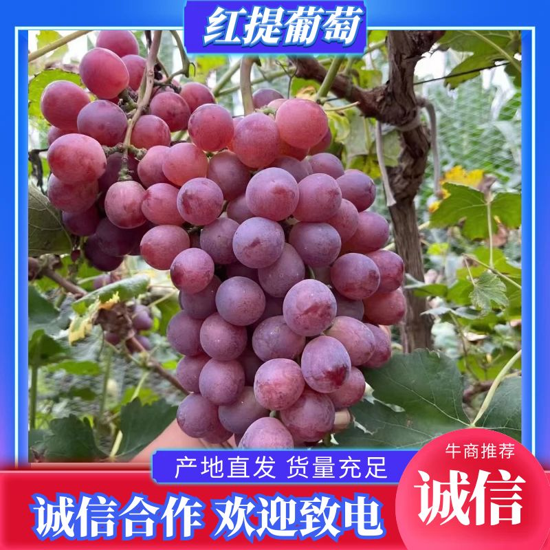 精品红提葡萄产地一手货源品质保证致电优惠
