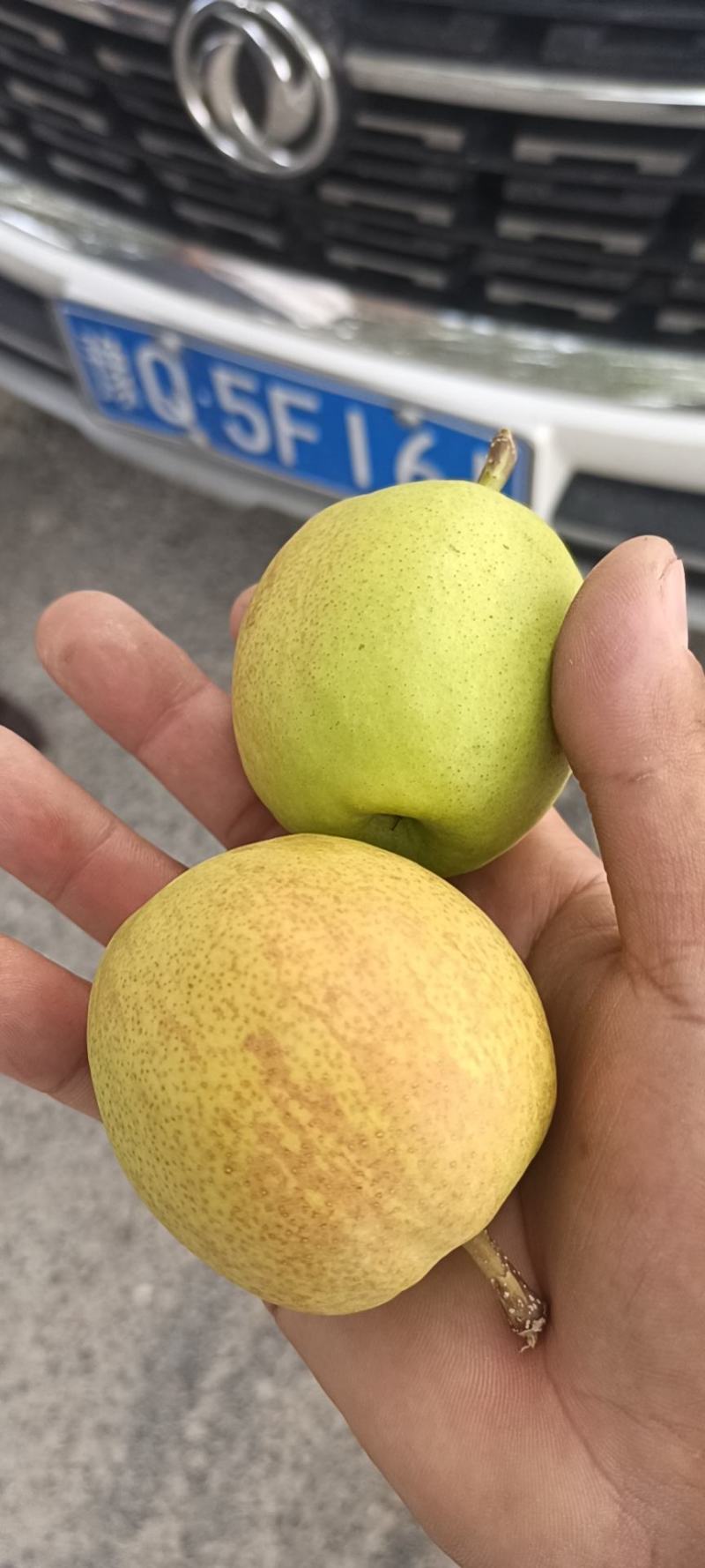 库尔勒香梨