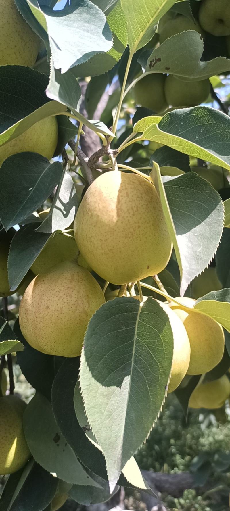 库尔勒香梨