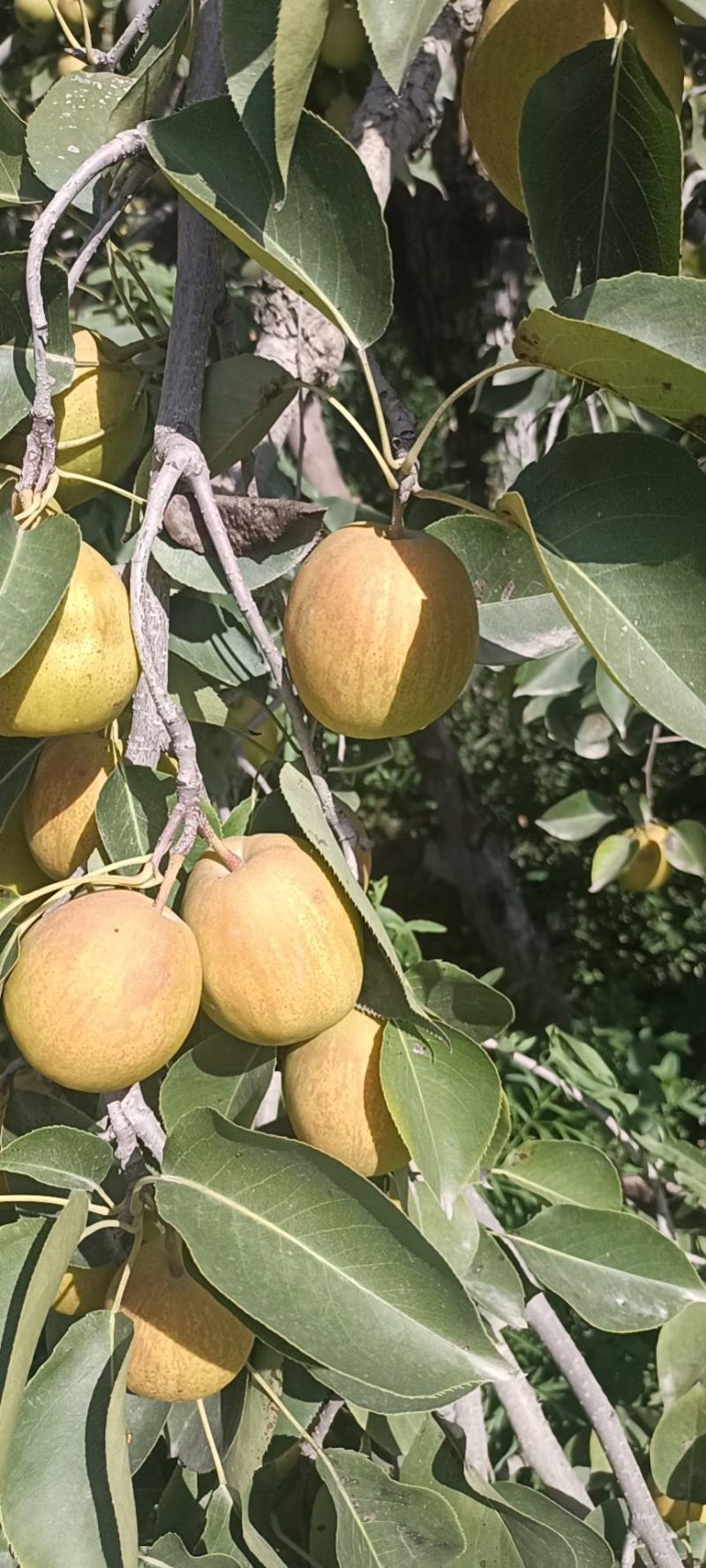 库尔勒香梨