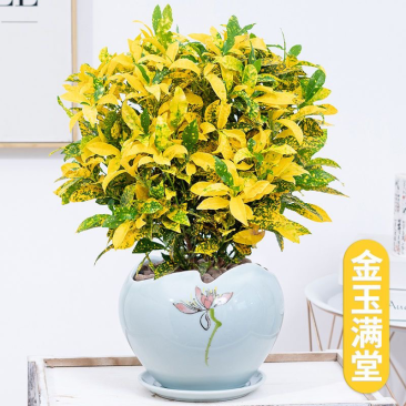 黄金树盆栽晒金珊瑚客厅植物花卉绿植除甲醛招财树四季易活