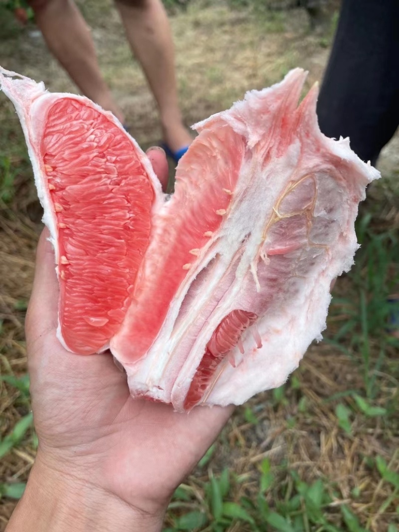 梅州大埔三红蜜柚