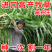 高丹草种子养殖猪牛羊鱼虾蟹畜禽水产进口杂交苏丹草牧草籽