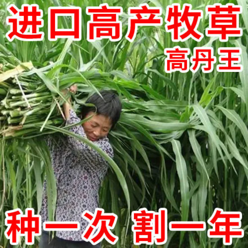 高丹草种子养殖猪牛羊鱼虾蟹畜禽水产进口杂交苏丹草牧草籽