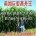 高丹草种子养殖猪牛羊鱼虾蟹畜禽水产进口杂交苏丹草牧草籽