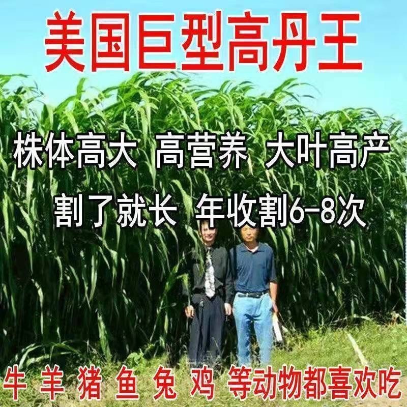 高丹草种子养殖猪牛羊鱼虾蟹畜禽水产进口杂交苏丹草牧草籽