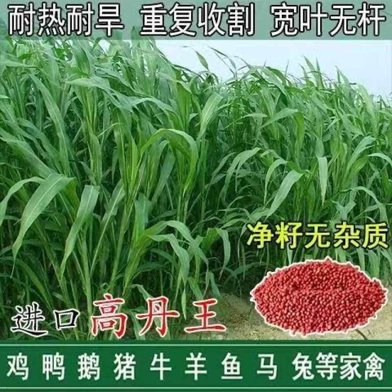 高丹草种子养殖猪牛羊鱼虾蟹畜禽水产进口杂交苏丹草牧草籽