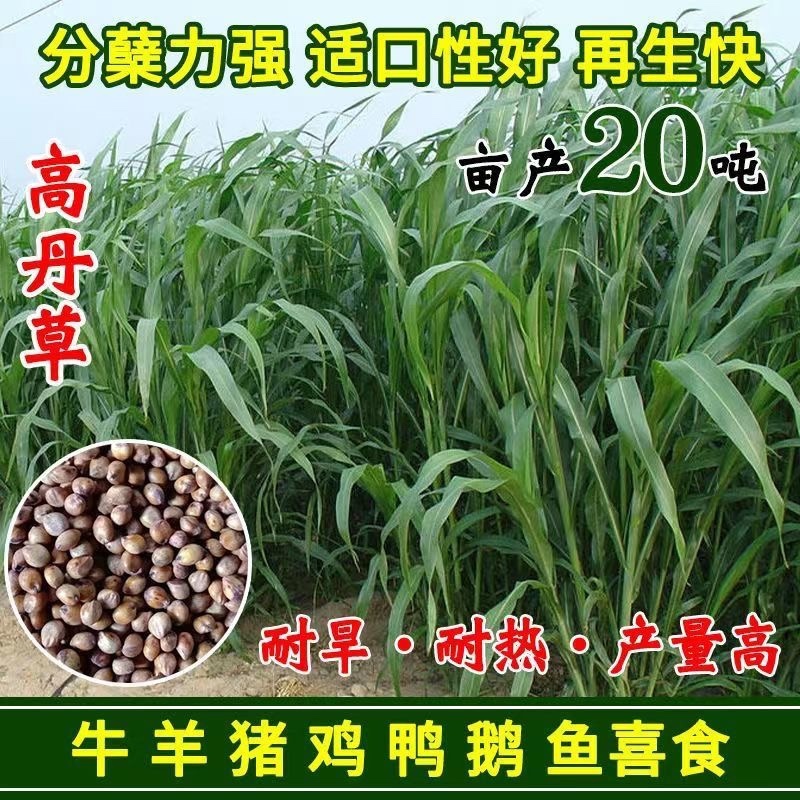 高丹草种子养殖猪牛羊鱼虾蟹畜禽水产进口杂交苏丹草牧草籽