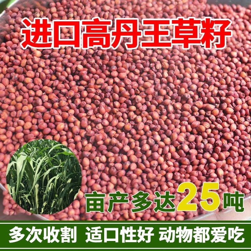 高丹草种子养殖猪牛羊鱼虾蟹畜禽水产进口杂交苏丹草牧草籽