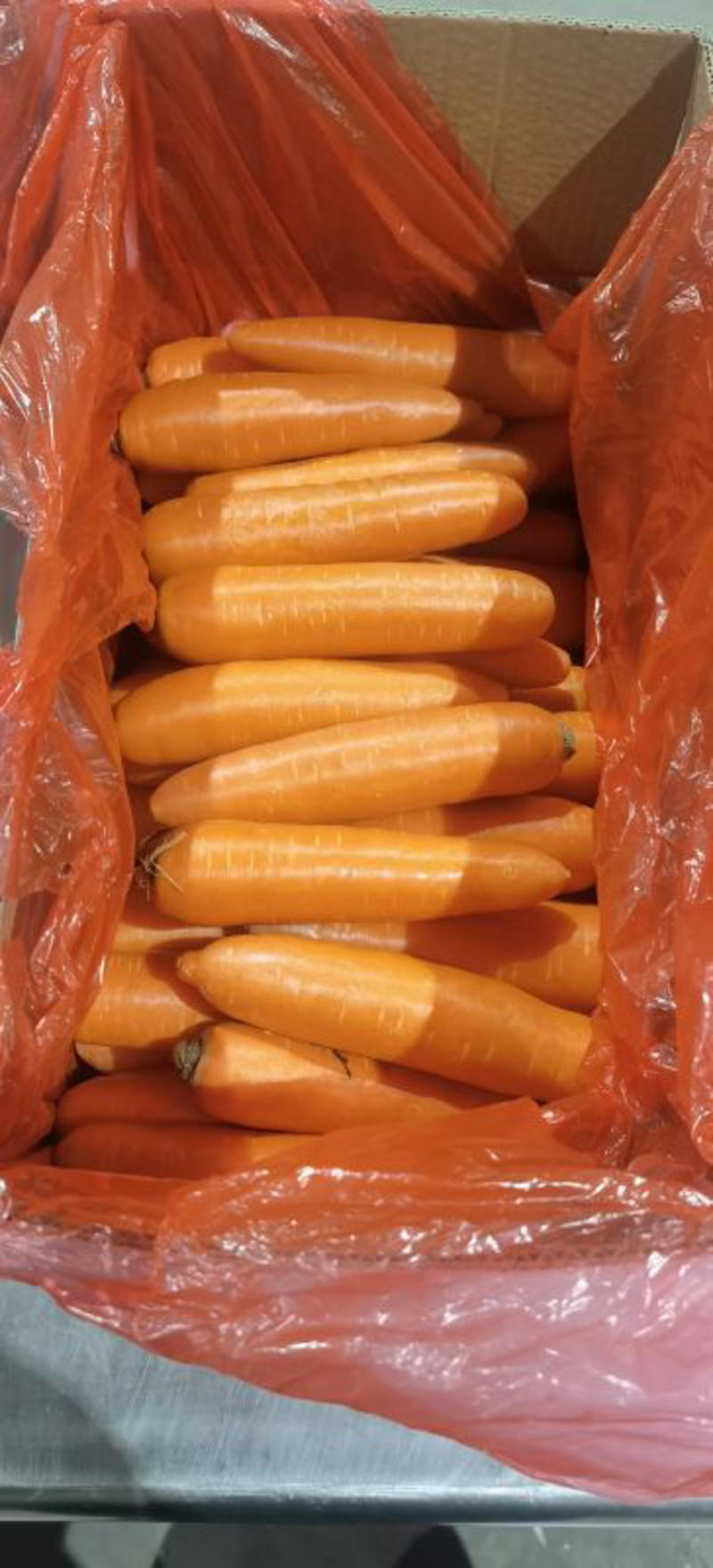 【优质胡萝卜】大量供应山东蔬菜种植基地品质保证