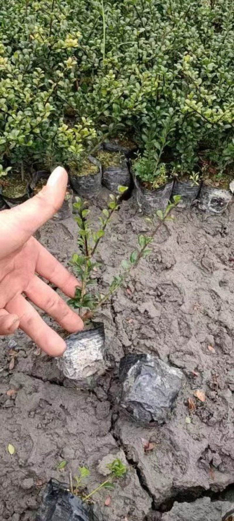 龟甲冬青杯苗价格低，成都龟甲冬青种植基地销，龟甲冬青批发