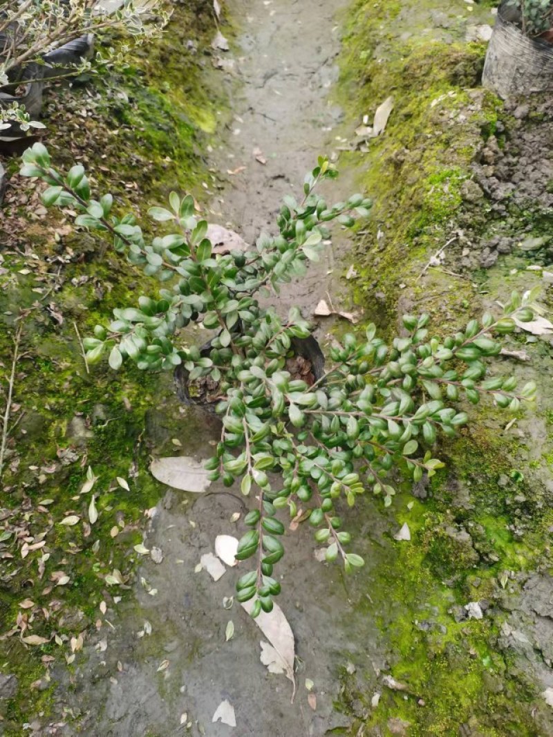 龟甲冬青杯苗价格低，成都龟甲冬青种植基地销，龟甲冬青批发