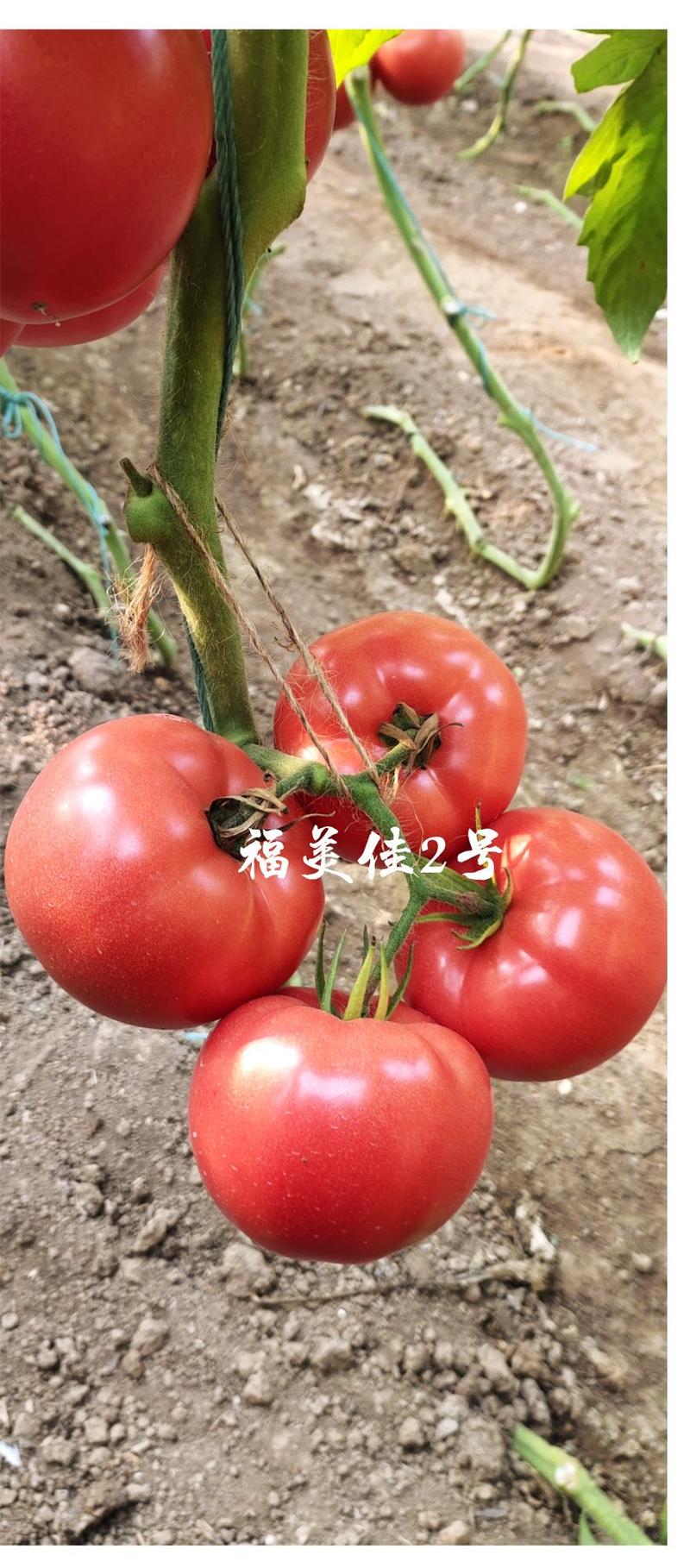 西红柿苗粉果番茄苗耐高温抗病毒大果型硬粉