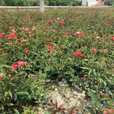 丰花月季杯苗花量多的丰花月季基地郫县丰花月季价格低