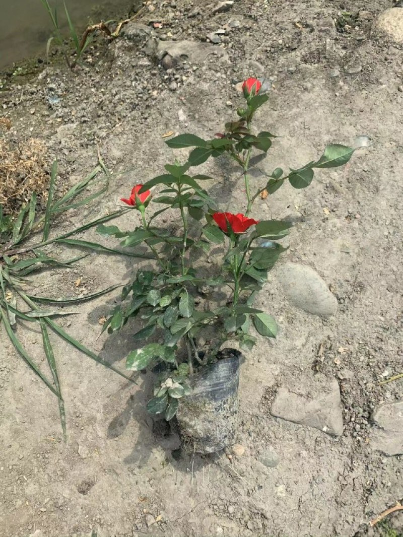 丰花月季杯苗花量多的丰花月季基地郫县丰花月季价格低