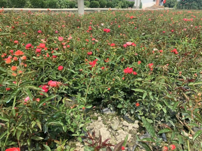 丰花月季杯苗花量多的丰花月季基地郫县丰花月季价格低