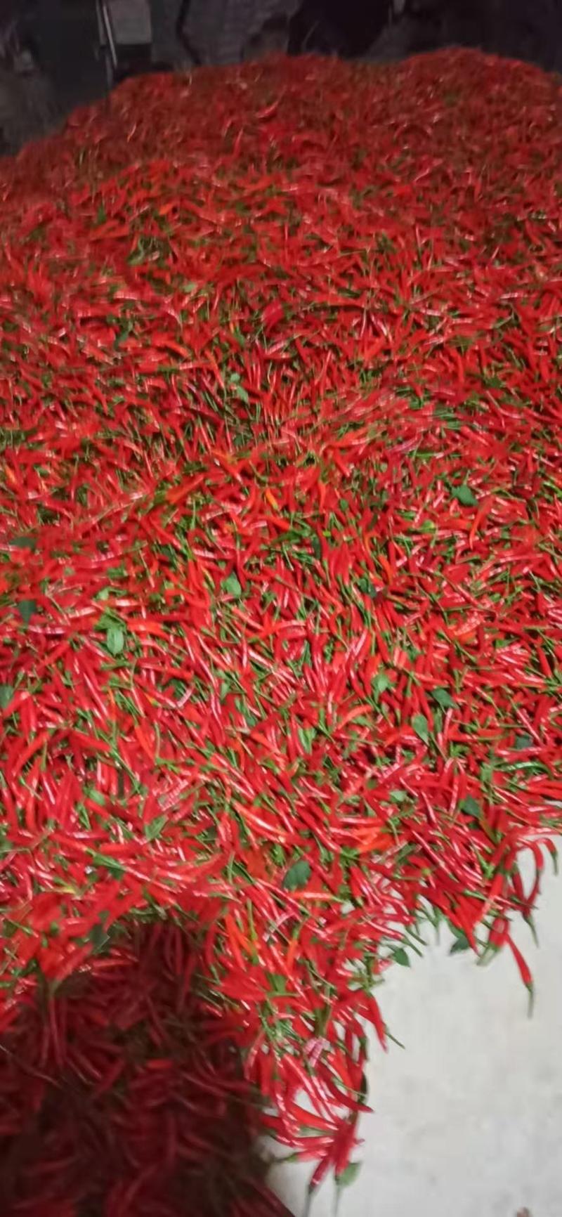 优质小米辣广西产地辣椒大量现货供应，品质优良，价格实惠。