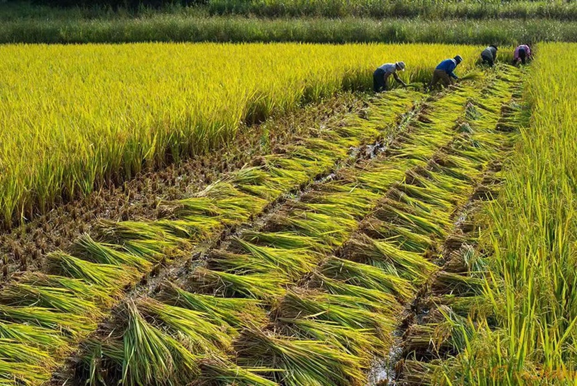 一片农田中刚收割完油菜后留下的大量秸秆整齐堆放在田间,部分已打捆,背景有农民正在操作机械收集,展示油菜秆资源的实际产出情况 油菜收获后的秸秆堆积场景