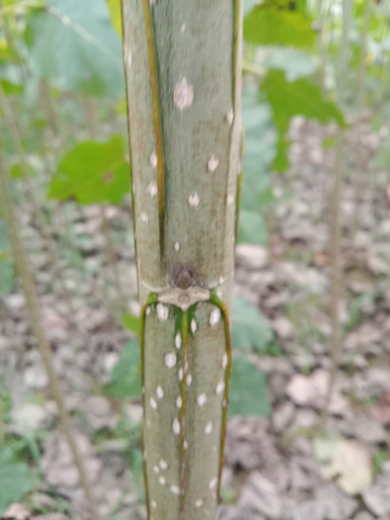 直销3804/2025纯白杨，杨树苗及种条段。
