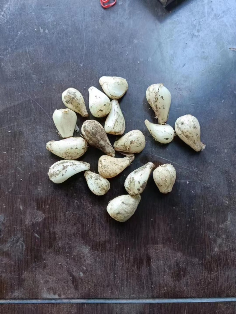 云南藠头精品藠头，大量有货，量大从优，一手货源，