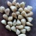 云南藠头精品藠头，大量有货，量大从优，一手货源，