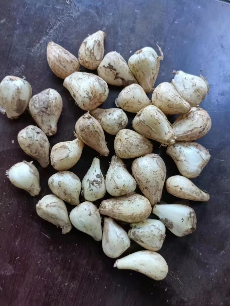 云南藠头精品藠头，大量有货，量大从优，一手货源，