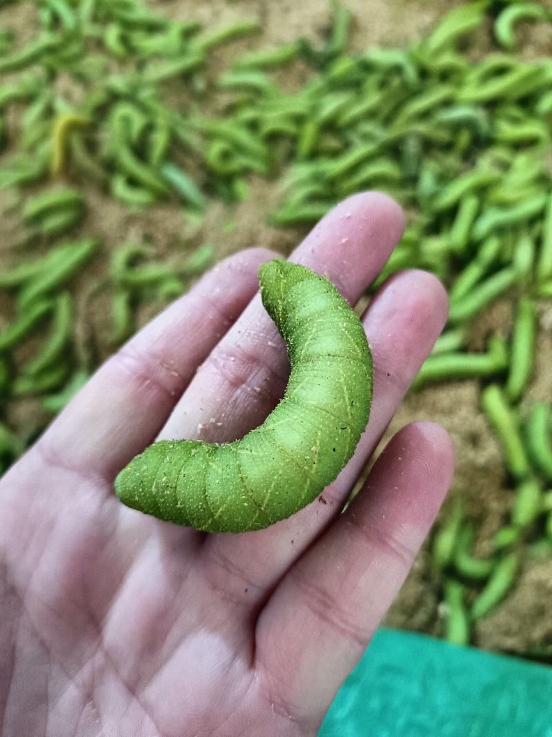 灌云豆丹，支持全国各地发货，